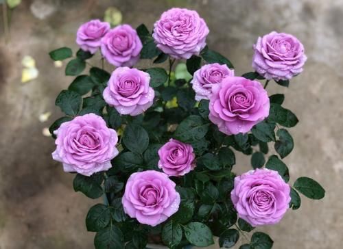 怎么把月季养漂亮?把握住“3点”,枝叶茂、开花勤