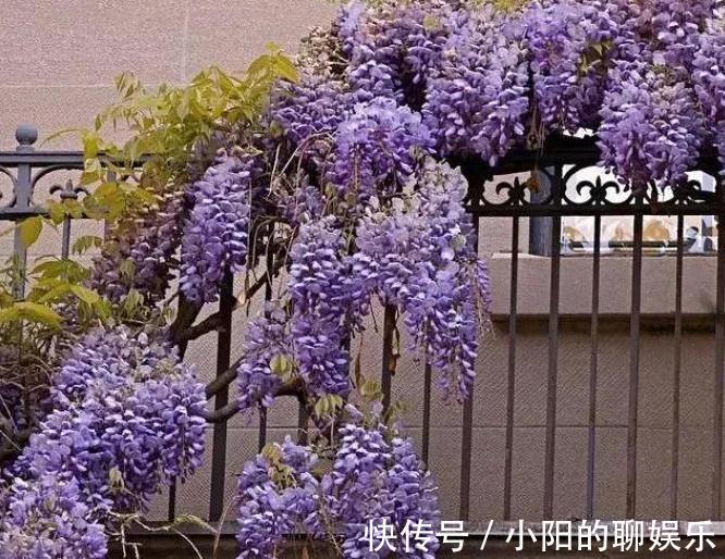 有个院子我只栽4种爬墙花,靠天吃饭就能开满一墙花