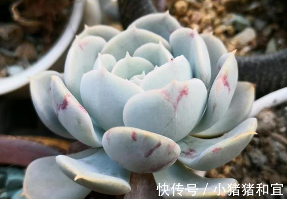 僵苗|多肉发根缓慢,增加“湿度”,加湿不是浇水,千万别搞混了