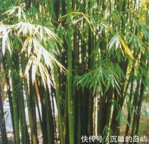 桂竹|26种 · 竹子大全