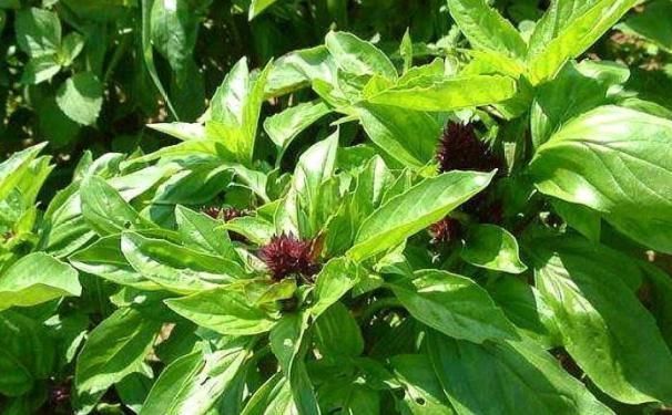 塔楼|乡下一种野草看起来不起眼，市场价一斤40元，是一种中药材