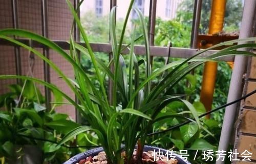 公园里面逛一逛，3种“垃圾”捡回家，花盆里扔一些，啥花都喜欢