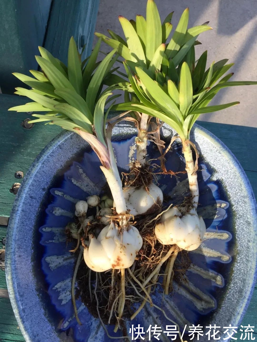  盆栽|冬天室内养盆栽百合，花朵开败叶子不剪，给肥给阳光，春暖就开花