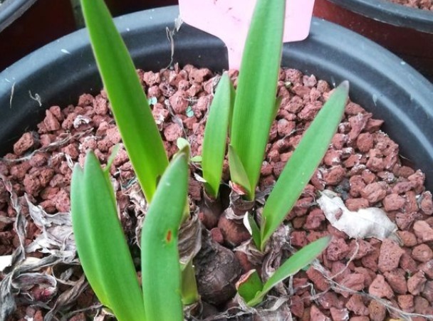 朱顶红|朱顶红开完花不能剪,施点肥水,一年爆出好多球!