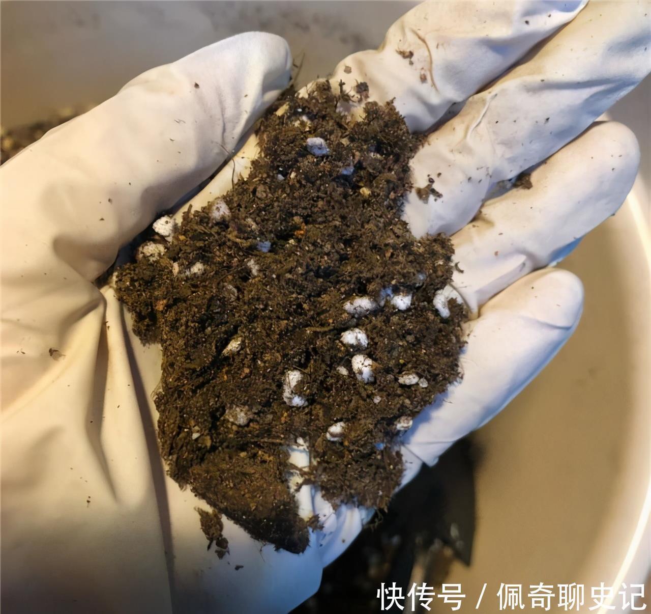 腐叶土|多肉喜“酸”还是喜“碱”？一个配土“小原则”，多肉个个养的棒