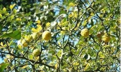 喂猪|树浑身是刺牲畜都怕,果子连猪都不吃,却有人把当宝贝