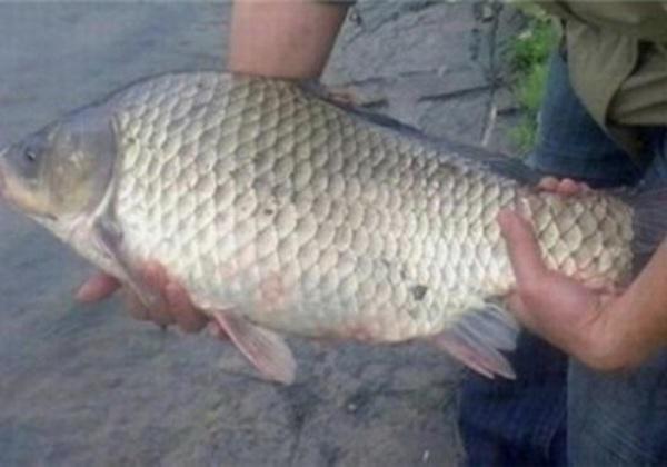 钓鱼就用小麦跟蚯蚓，一个打窝一个当饵料，钓鲫鱼效果相当好！