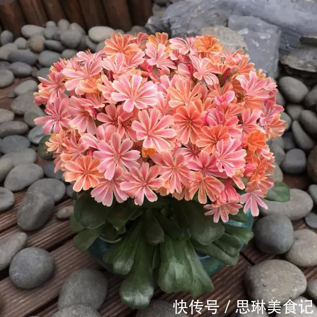 这花像长寿花一样好养,全年不间断的开花,太美了