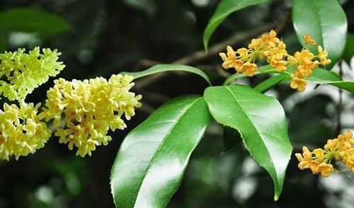 桂花|家门前别乱种树,这3种树镇宅又养人,很多人都忽视了