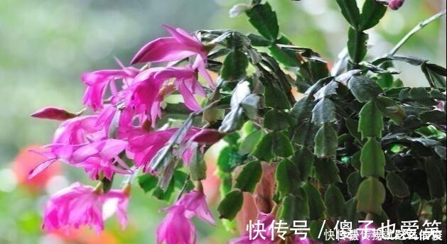 花芽|4种花，要一边长一边掐，越掐枝越多，花量成倍翻，开花密密麻麻！