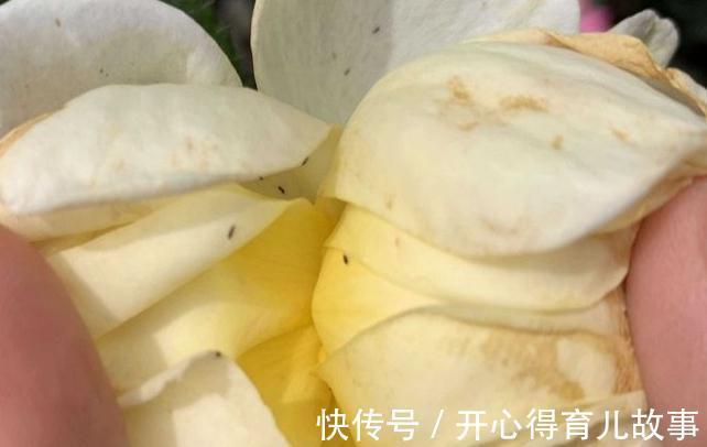 月季的叶片很多瘢痕还畸形,芽也黑了,怎么回事,是小虫在作怪