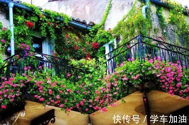 特殊使命|阳台选了“它”，比花还漂亮，不怕寒不怕晒，还可以吃，一举多得！