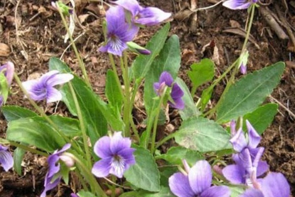 犁头草|农村路边的“犁头草”,长着紫色小花,全身都是宝,药用价值珍贵