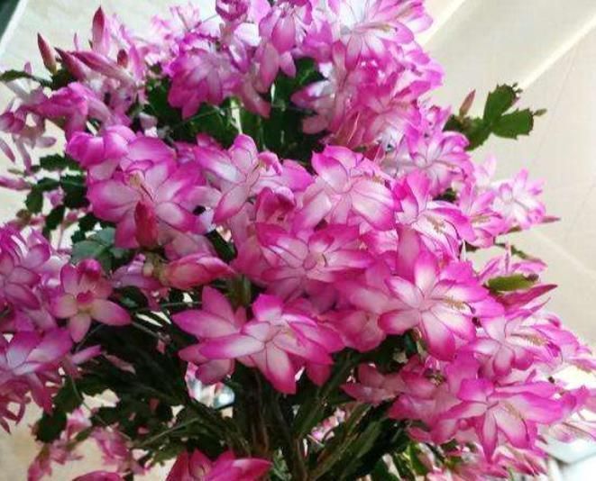 秋冬|秋冬养蟹爪兰,2件事要牢记,做好了花苞蹭蹭长