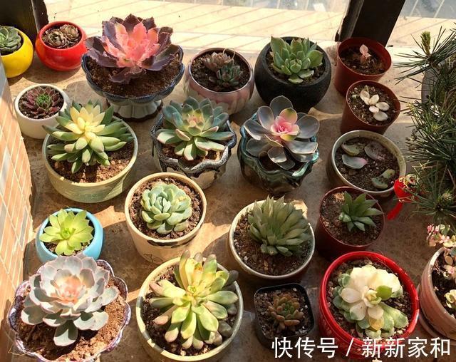 营养土|10块钱买了一堆不知名的多肉,回家这样搭配起来,30天大变样