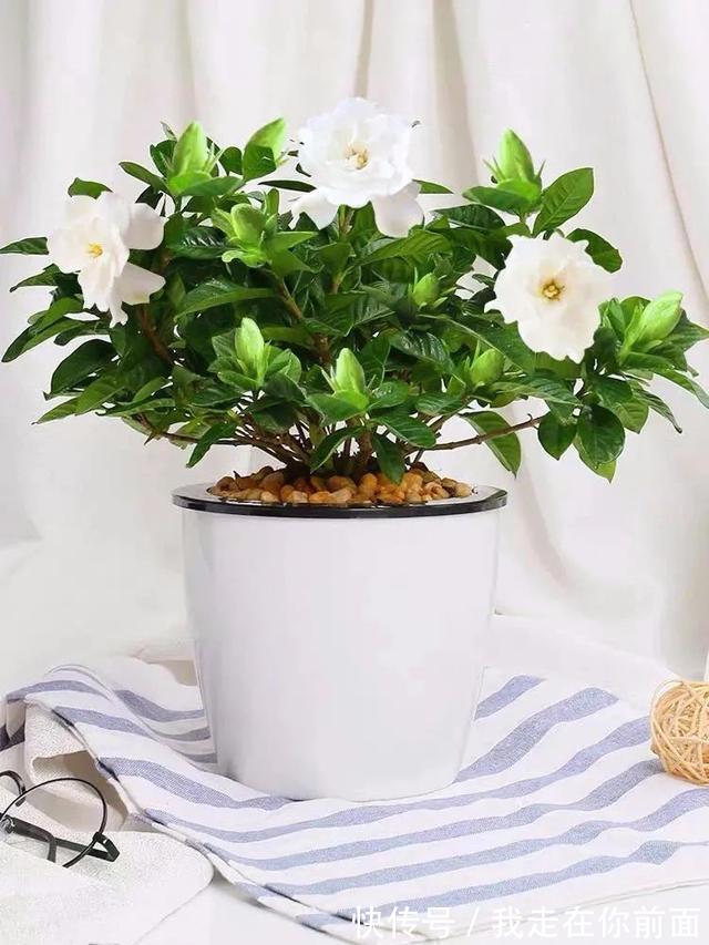 这六种花，个个都爱“喝醋”，隔几天喝一点，嫩叶蹭蹭长不停