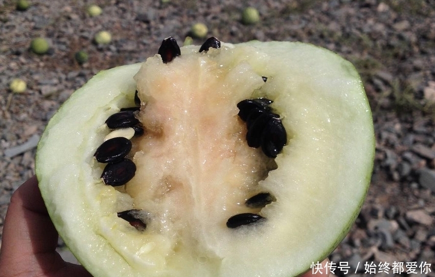 戈壁|长在戈壁石头缝里的西瓜,你吃过吗?