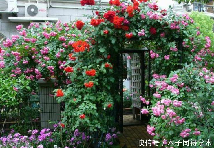 为什么说院子里要有藤本月季?看过上百个小院,我羡慕了