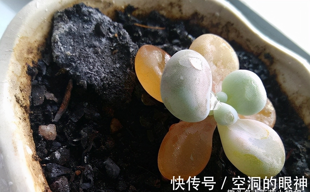 沾水就会黄叶、烂花苞的8种花,空气再干也别“喷水”