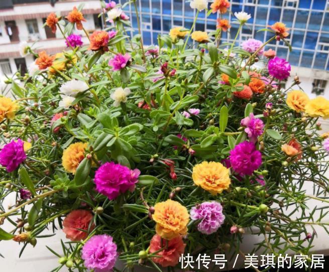 老花匠养了3盆漂亮花,每盆不到十块钱,轻松开出满枝花