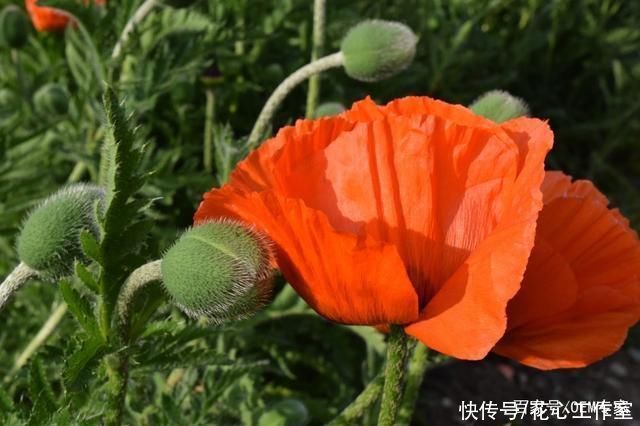  州地区拍摄|《艳丽的橙色罂粟花》活闪婆-协助拍摄