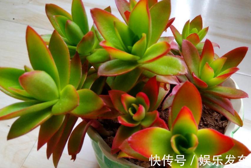 叶片|多肉火祭叶子不是火红色，有点徒长？把控住4点，问题迎刃而解