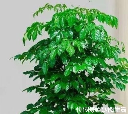 绿植界|客厅最适合养3种花，漂亮还能“旺财、旺运”，一养就上瘾