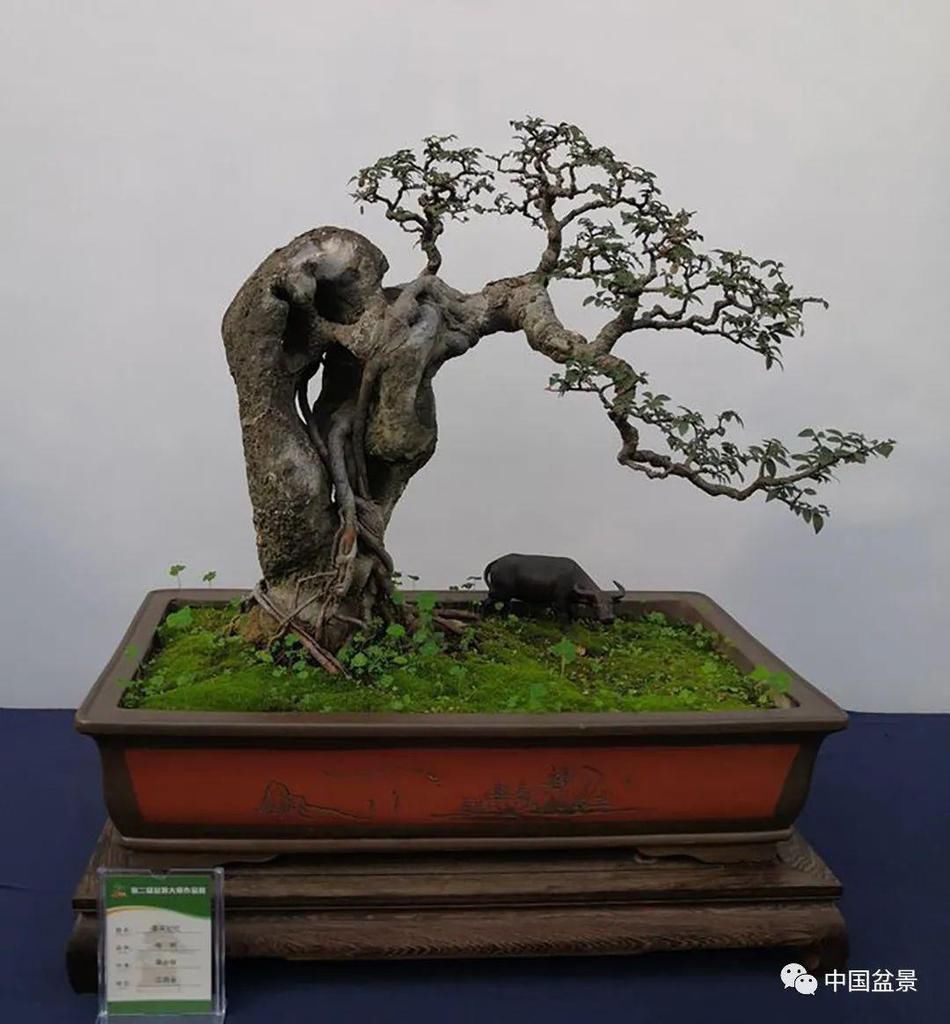  制作|盆景制作中的气、势、神、韵如何表现！静态和动态相结合是精髓