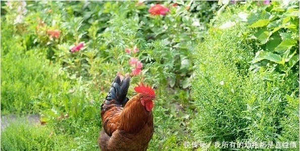 遇见|6月下旬生肖鸡会遇见一生最大的贵人，历经3次喜事，走向人生巅峰