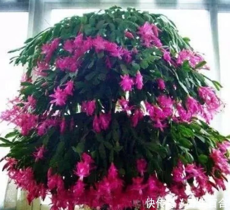 几种花特适合养阳台,人见人爱,美不胜收,花美心情好!