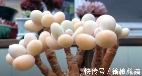 厚叶草属|4种多肉是“美人”,虽然是普货,但是好养活,老桩出状态更美!