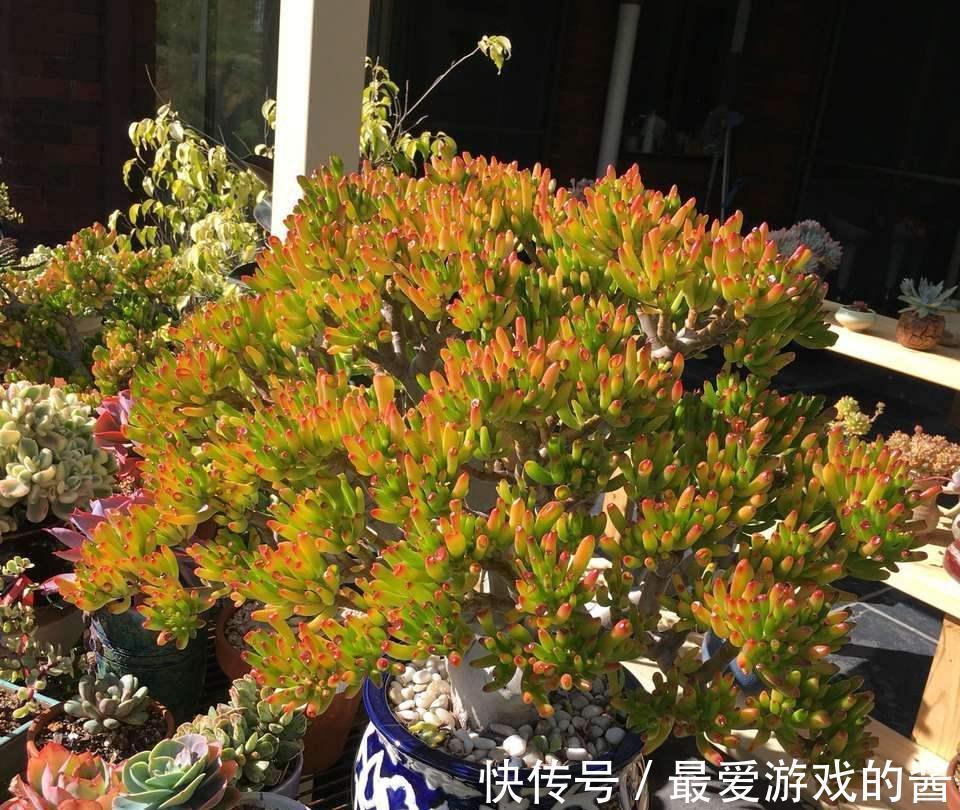 一个月|10大吉祥花，好养又高档，家里养一盆，有花有果招财又旺家