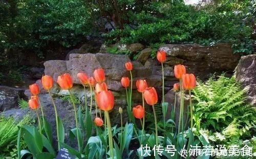 郁金香|7个绝美花园，个个美炸了天，等有钱了我也要建一个