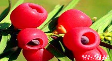 女人愛美要會吃,推薦3種食物每天吃一些,排毒養(yǎng)顏,好處多多