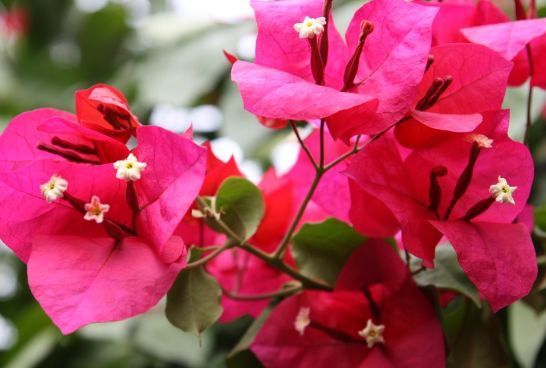 香槟玫瑰|6月11日开始,养花试试这几款,阳台开出花海,花开香飘溢满屋