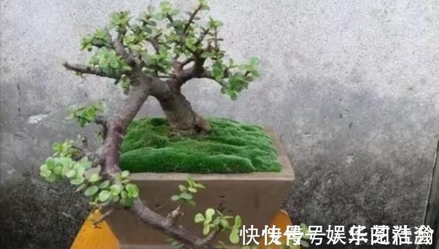 修剪|养金枝玉叶,怎样修剪、整形,才能把它打造成更美观的盆景