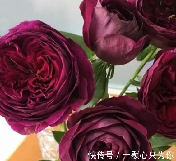 有香味的月季才有灵魂,优秀的浓香月季品种推荐