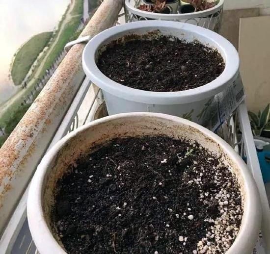 铺设|盆底垫三种东西,不怕招虫不烂根生病,养花更省事了