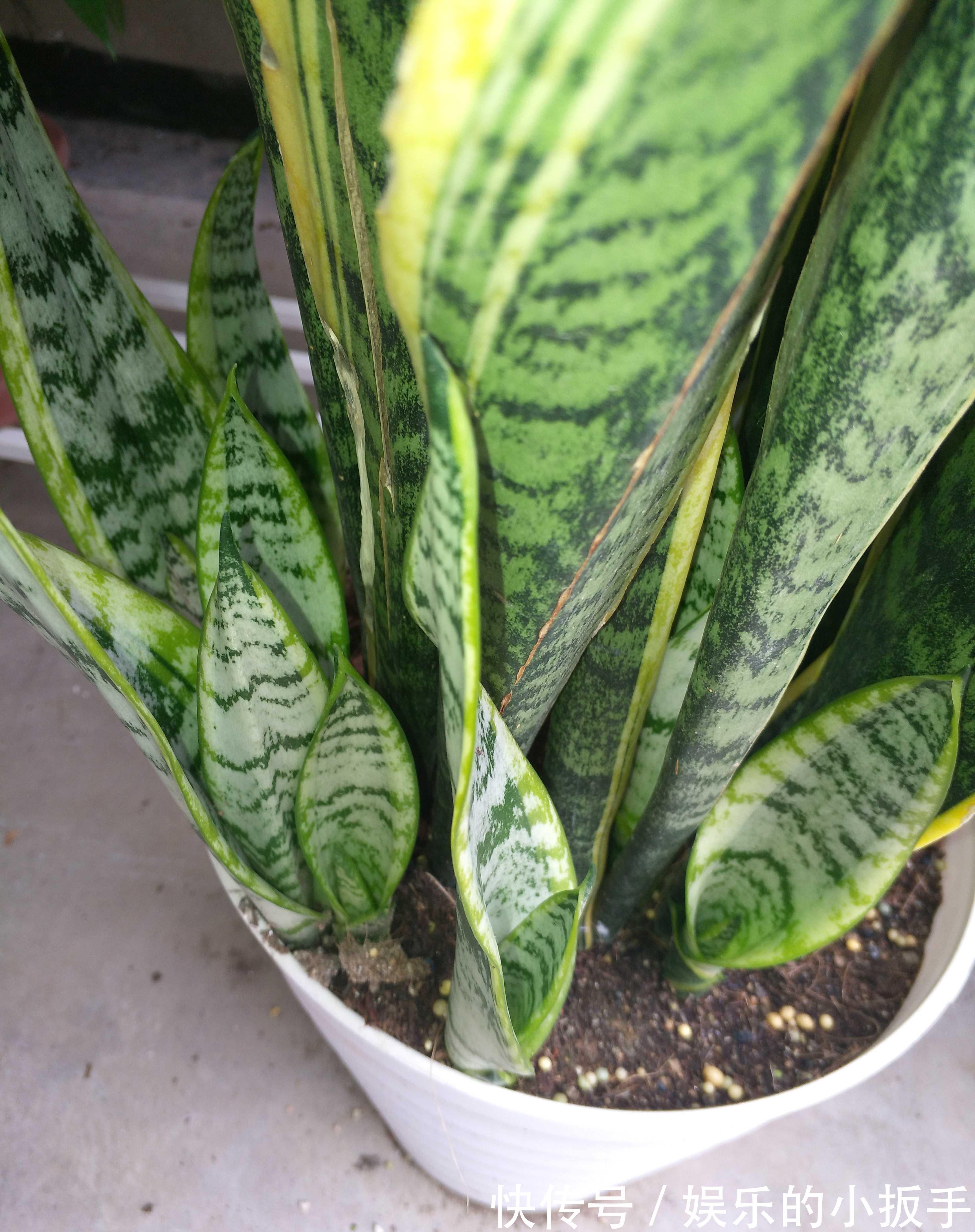 虎皮兰不冒小芽长势慢，改善养殖方法，出芽多，一盆变多盆