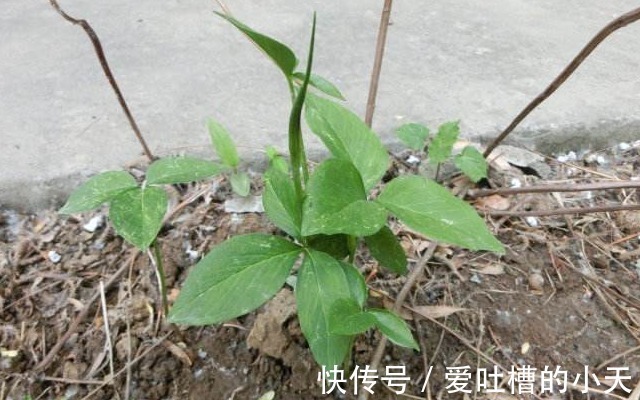 植株|路旁一种小植物,看似不起眼却要160元一斤,今天知道请珍惜