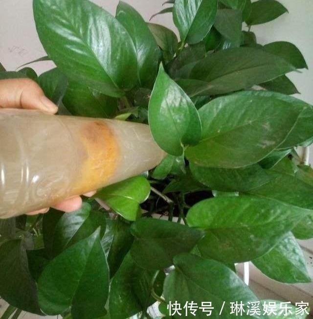 长枝|养绿萝,3种“万能肥”抵过正规肥,叶子绿的像刷漆,再也不黄叶