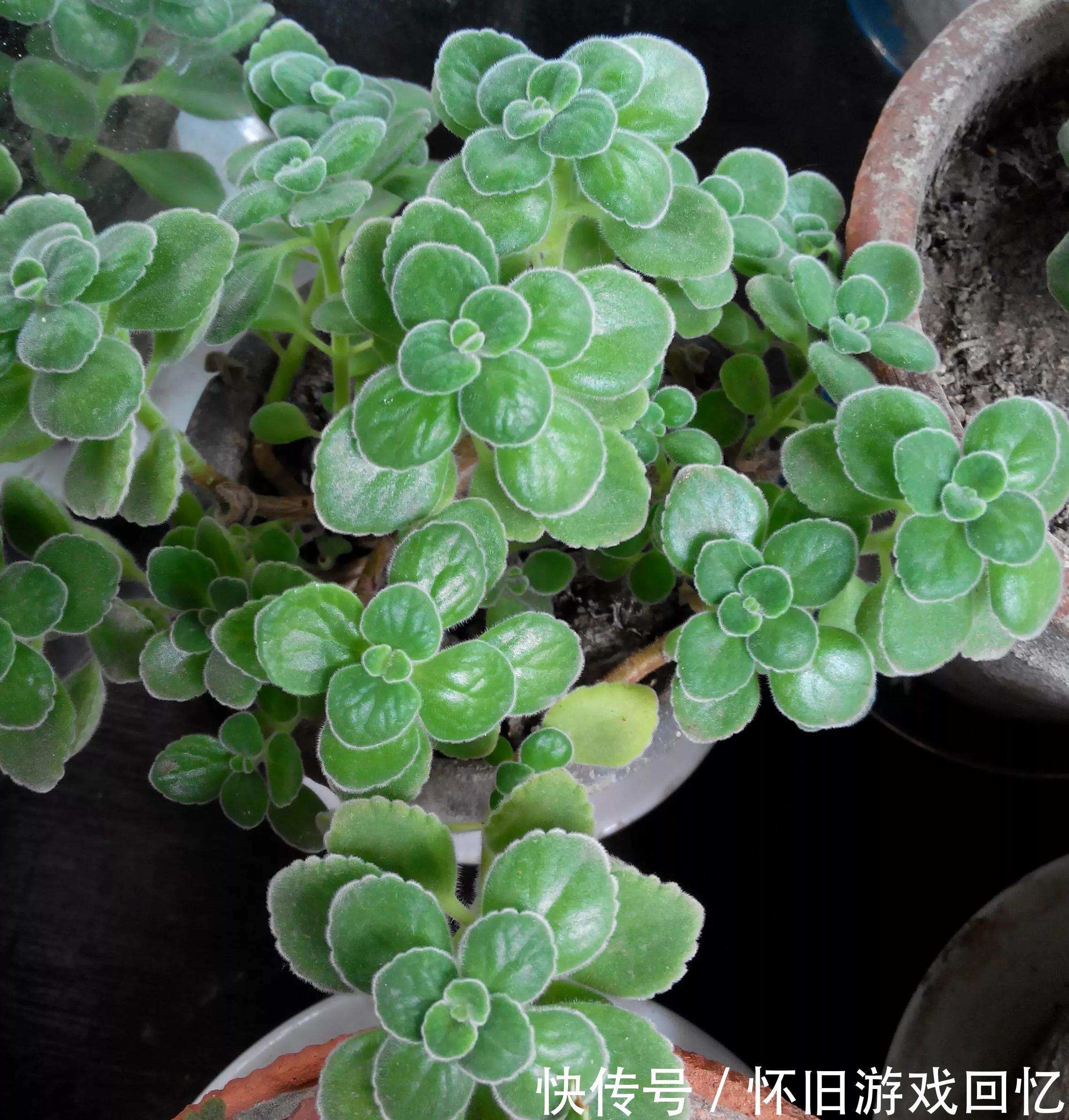 家里养盆香多肉,室内飘满香气,肥美又鲜亮