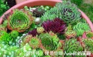 群生|3种多肉植物,号称“爆崽小能手”,上色美长满盆,养成群生老桩