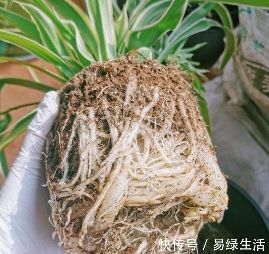 裸根多肉|换盆不做这件事,就等于白换了,一年也不长个