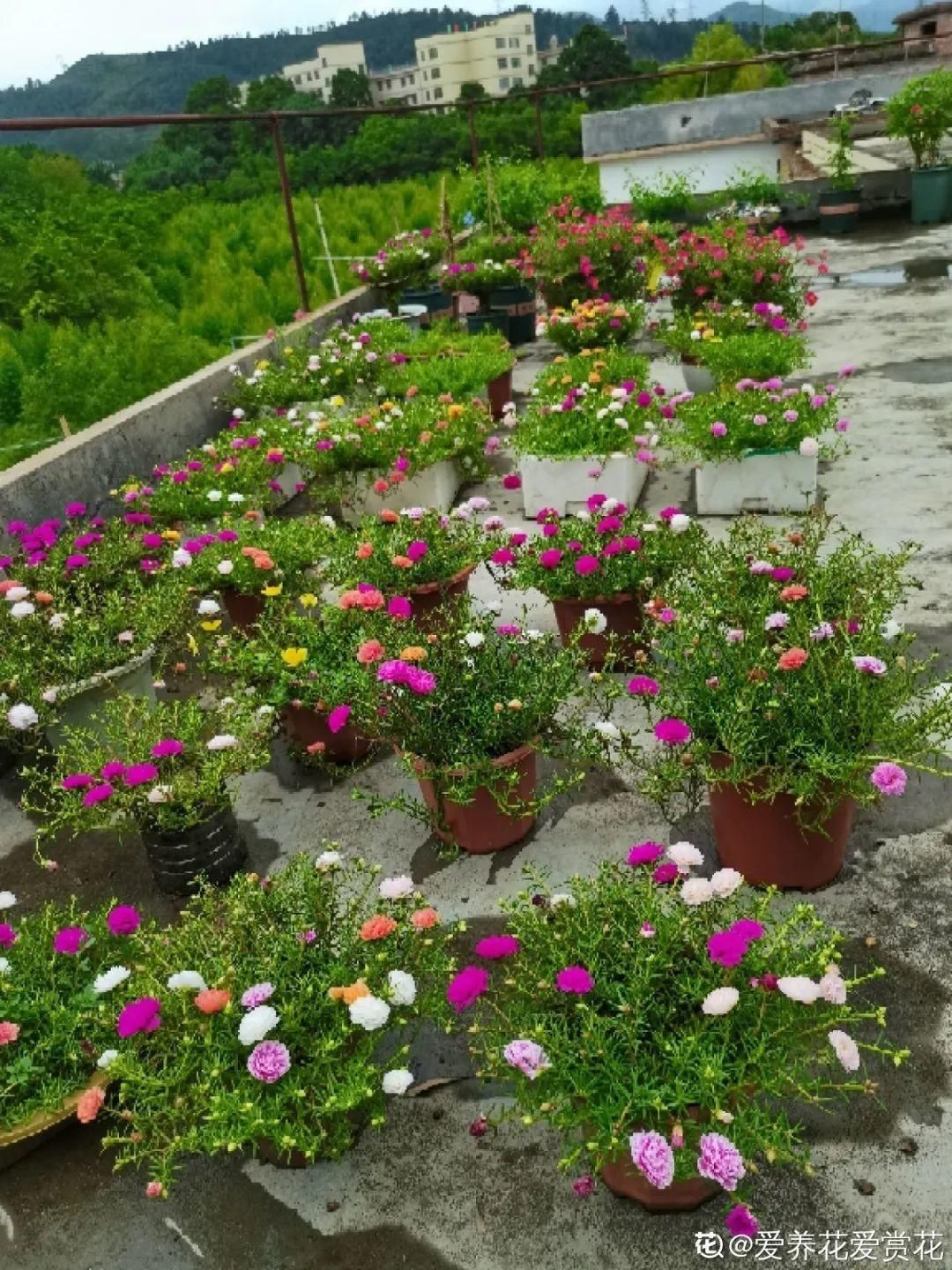 棒棒糖|从养花大神家，偷来3个爆花技巧，快学，24小时后删