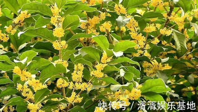 肥料|桂花香飘远十里，注意小技巧，花期长开花簇簇