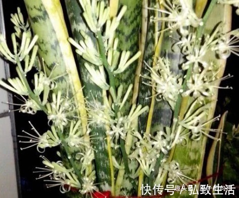 隔壁大爷家的虎皮兰竟然开花了原来是这样养的!怪得到我家没开