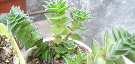 春天养多肉植物有3要，不然长成大高个，现在纠正也不晚