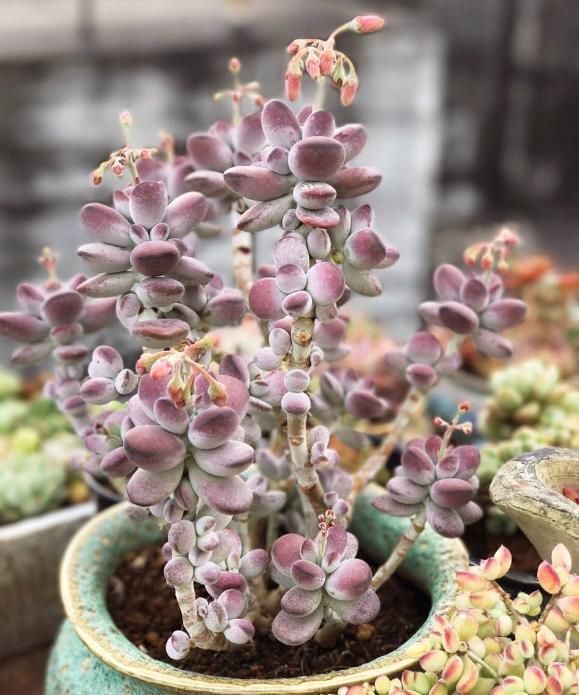  从小|养了5年多肉，从小白变成大神，这些经验送你了