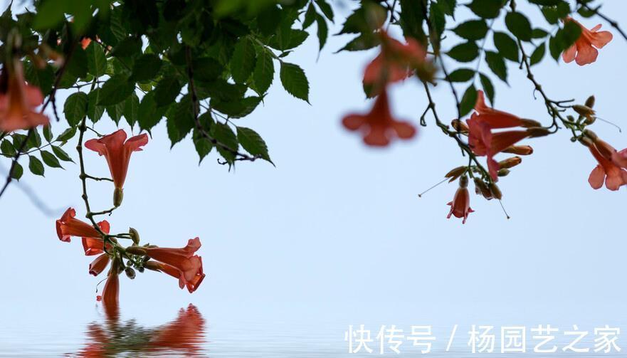 邻居|一棵凌霄花,两家好邻居闹情绪,凌霄花错了吗